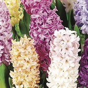 Hyacinths, Pastel Mixed